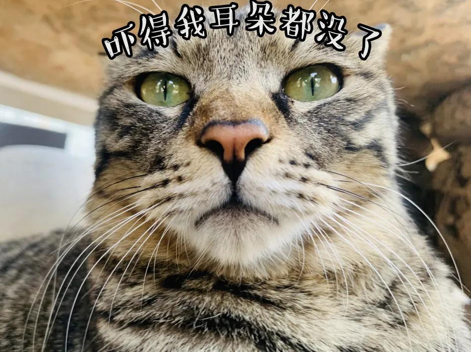 观复猫身份,观复猫近期咋样