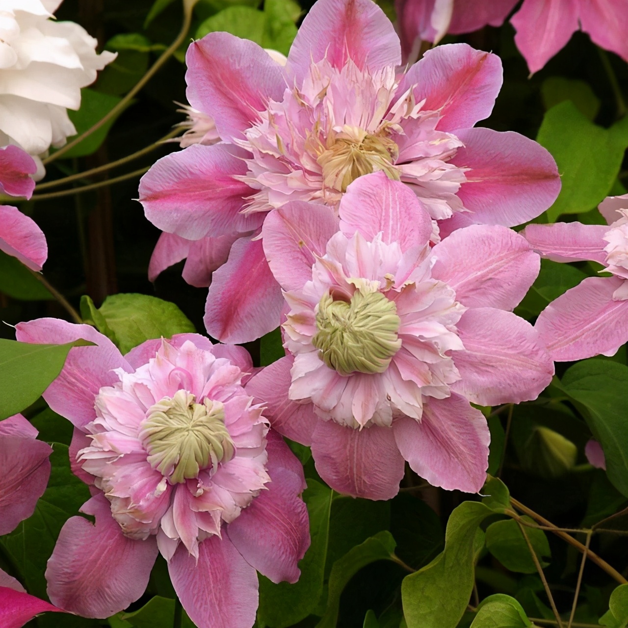 铁线莲的秋季养护方法,铁线莲过夏怎么养