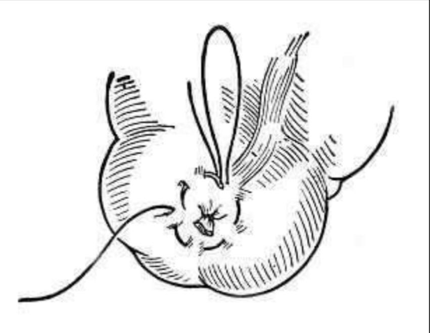 狗直肠脱出后怎么处理,狗直肠脱垂