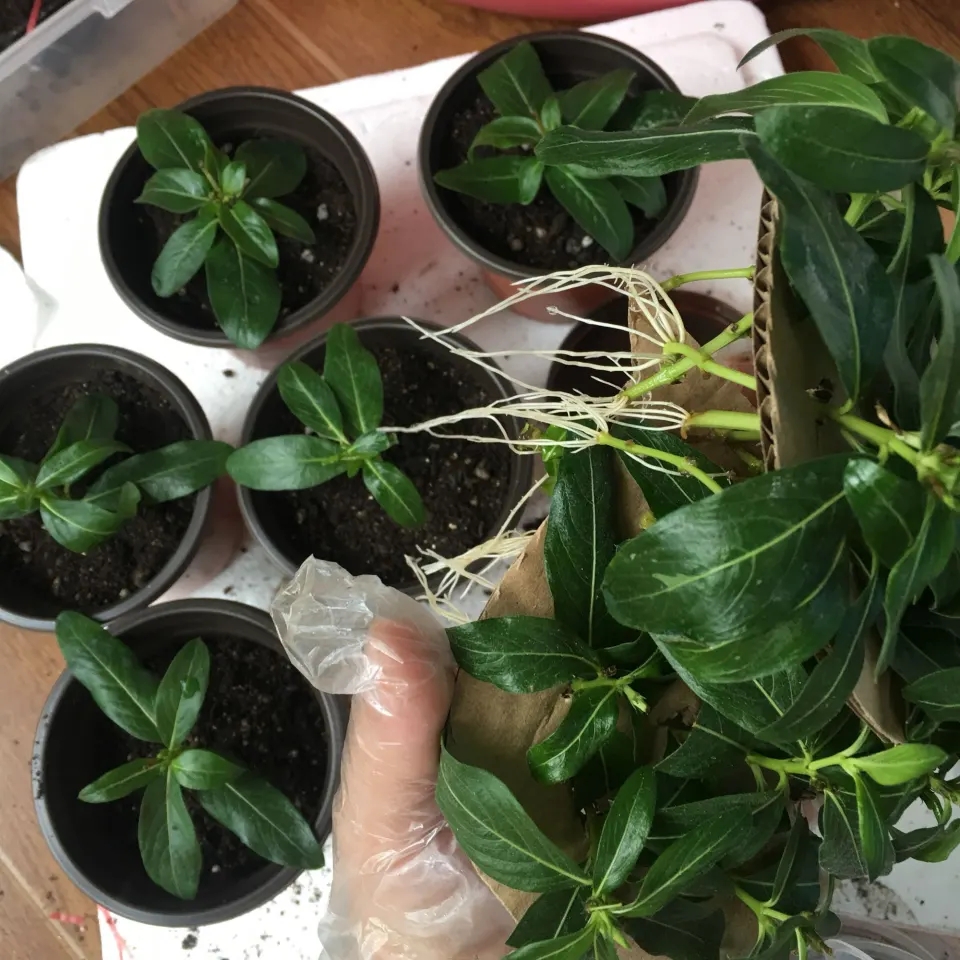 秋天扦插花苗,秋天扦插的小苗