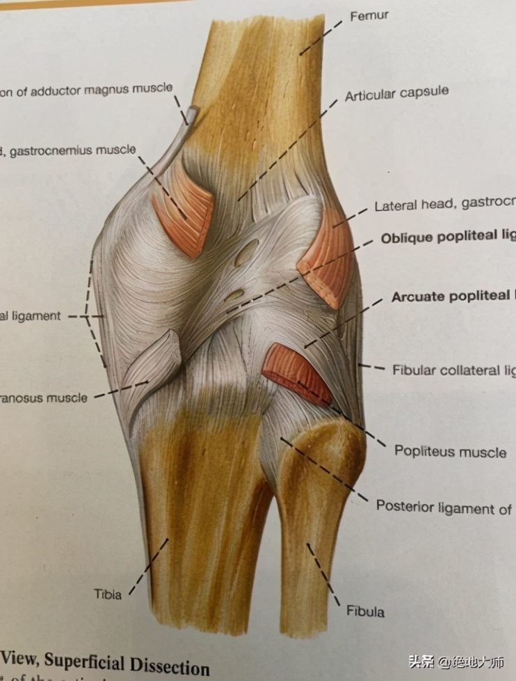 膝关节疼痛用神经阻断疗法,膝关节的疼痛与治疗综述