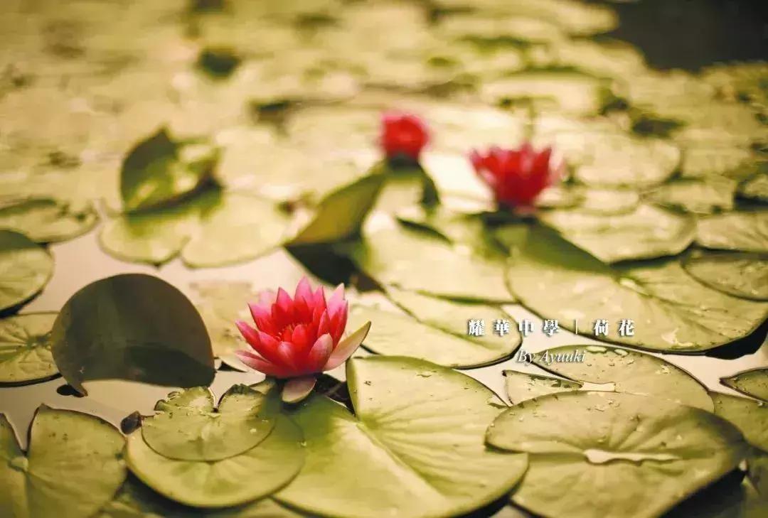 天津耀华中学光荣榜,天津耀华中学2019