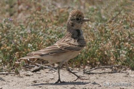 百灵鸟换毛最快的方法,百灵鸟如何换羽