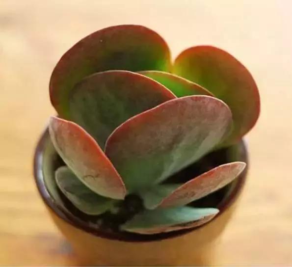 推荐轻松玩转100种常见多肉植物,700种多肉植物图鉴pdf百度云