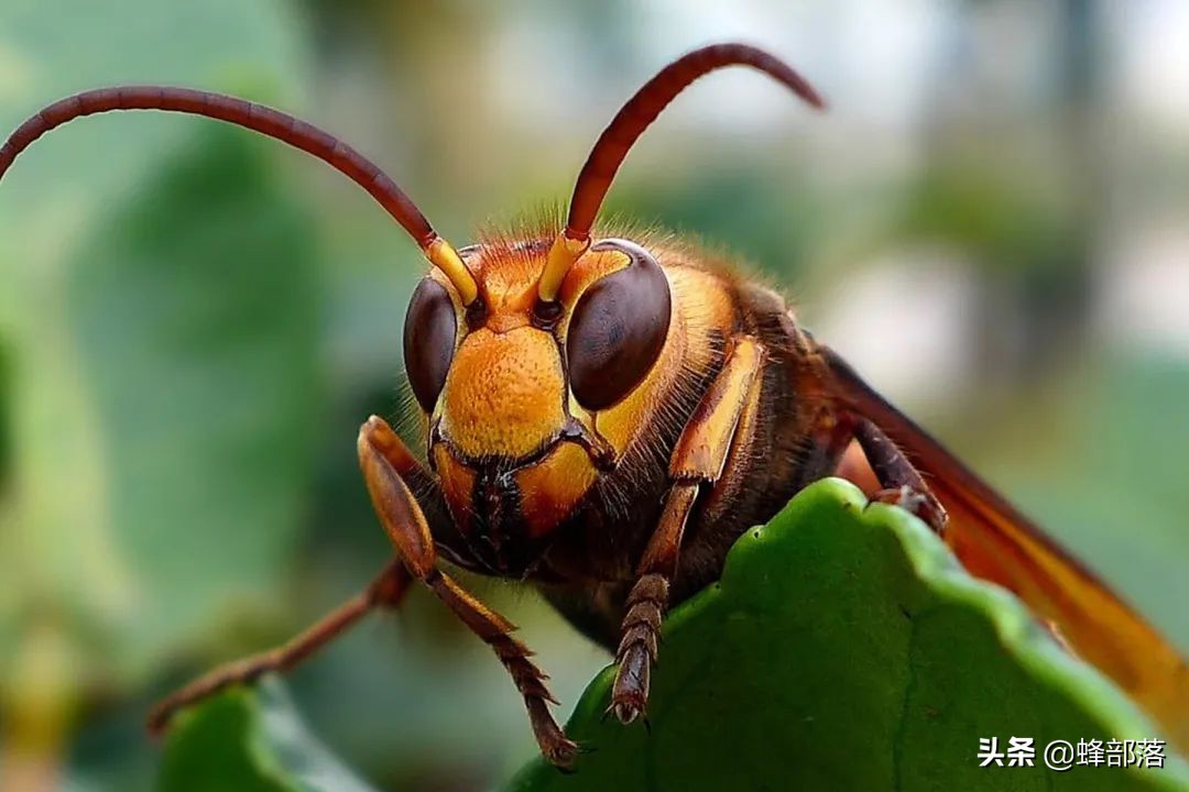 山海经毒蜂钦原,山海经里面的钦原