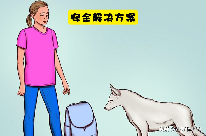 对待流浪狗伤人的方法,如何有效预防和减少流浪狗的出现