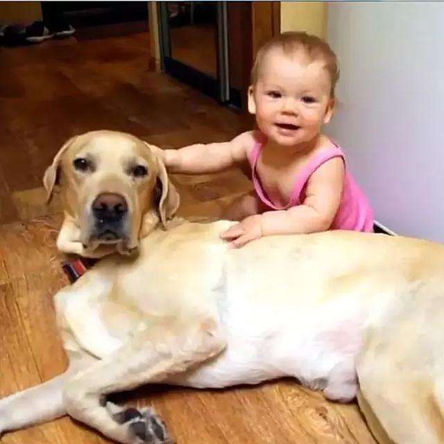 金毛拉布拉多抱抱,拉布拉多抱抱小主人