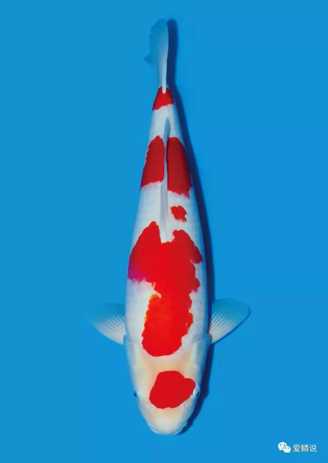 锦鲤怎么喂食才合理,锦鲤如何喂食才是正确的