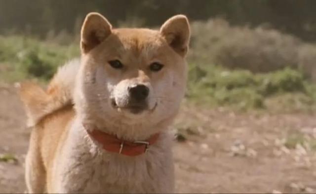 豆瓣100部最值得看的电影,十部豆瓣高分电影推荐