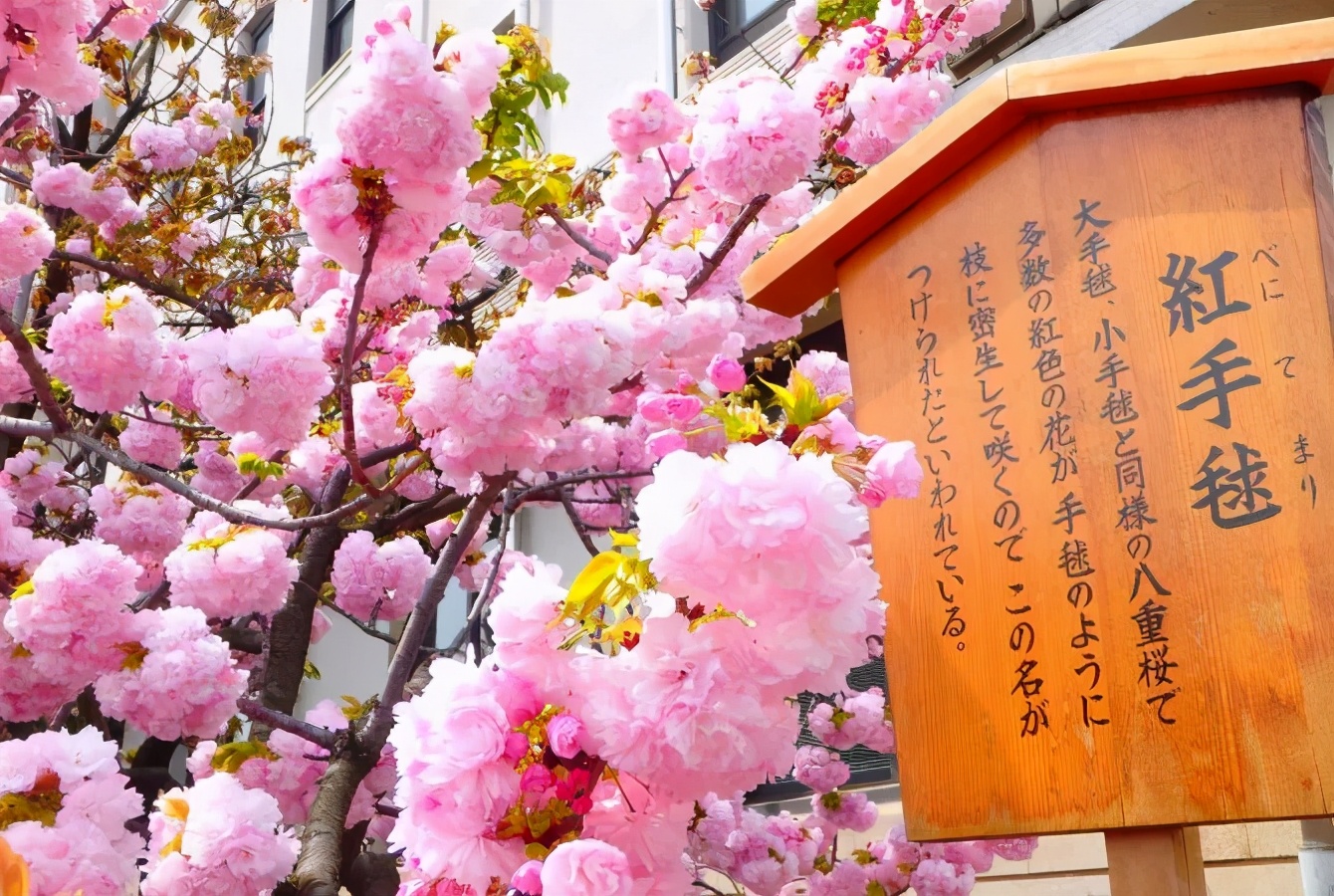 怎样给自己起一个高级的日文名字,怎么取一个适合自己的日文名