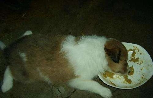 狗狗呕吐白色泡沫后又吐黄色粘液,狗狗吐了有什么方法治疗