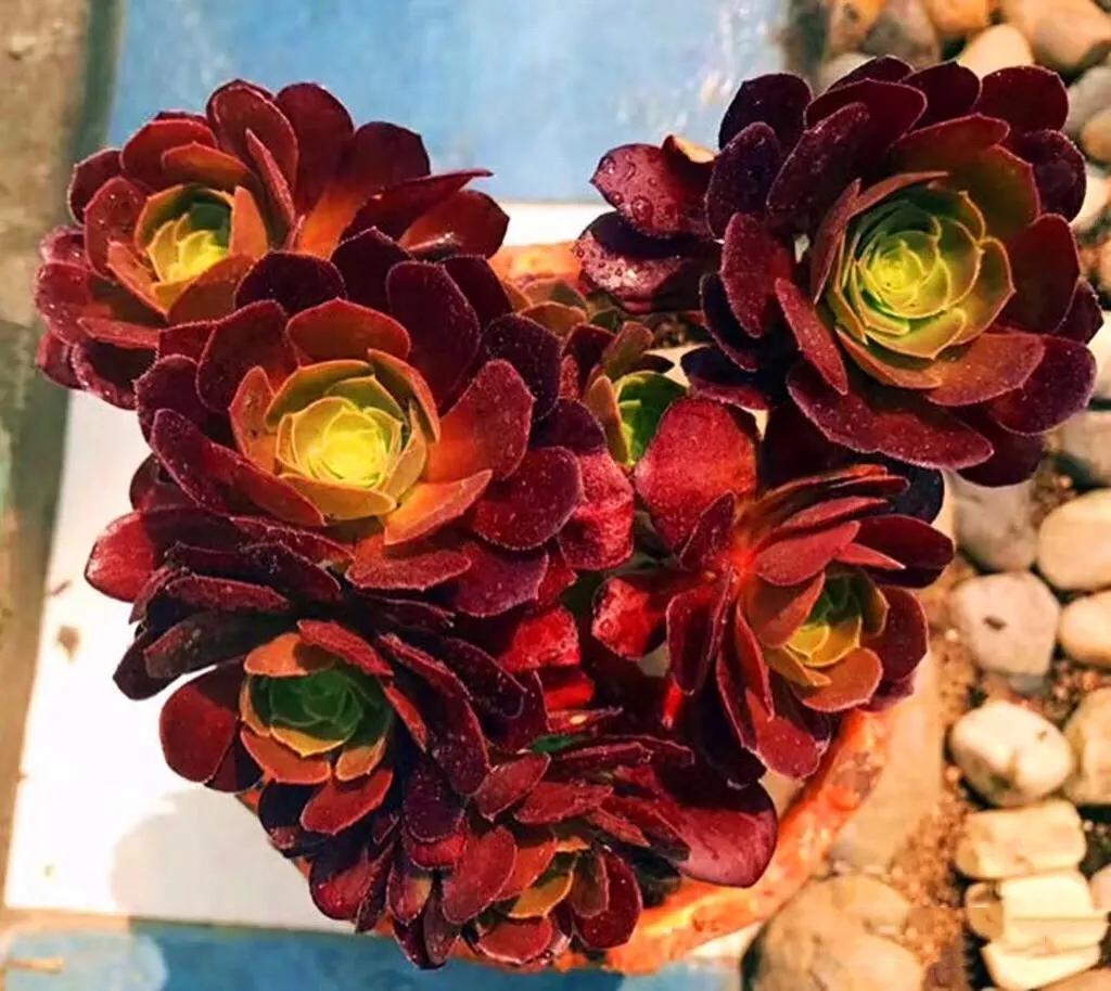 多肉法师韶羞现在能摘心吗,韶羞法师和荷兰玫瑰法师的区别