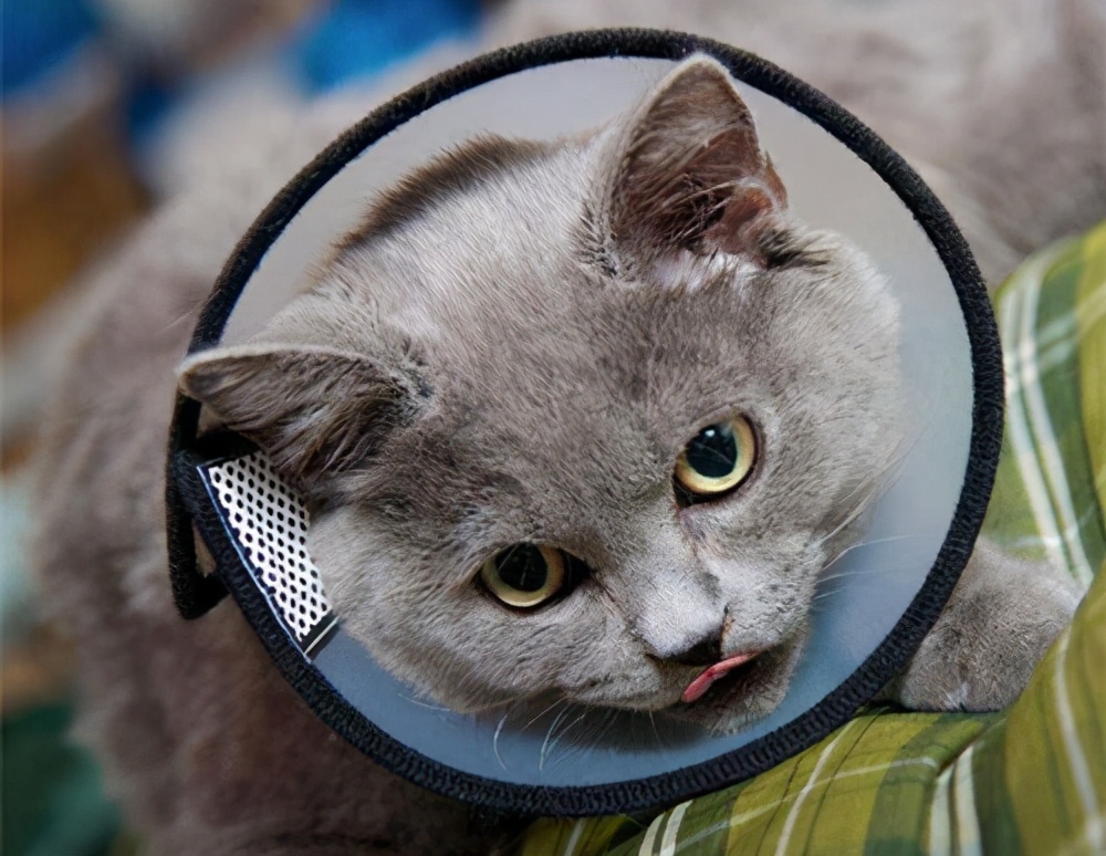 满月小猫咪拉稀是怎么回事儿,满月猫咪拉稀怎么办