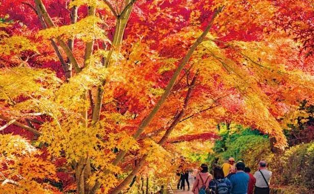 日本美景8k超高清,日本自然人文美景