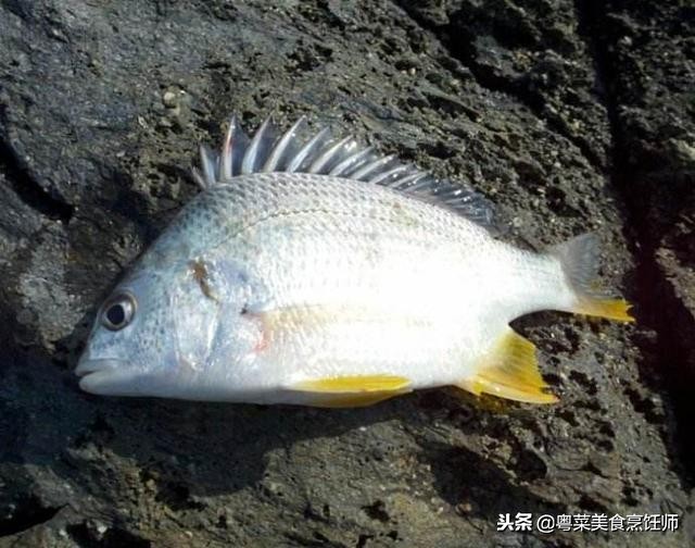 名贵海鲜食材排名,名贵海鱼大全图片