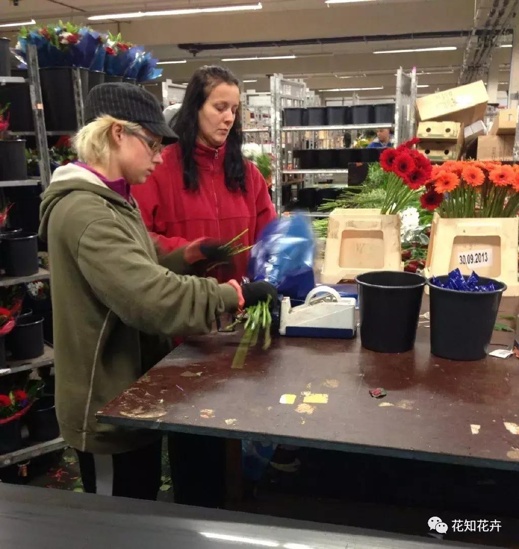鲜花为什么最爱这一口！｜花呆子的荷兰鲜花游记（二）