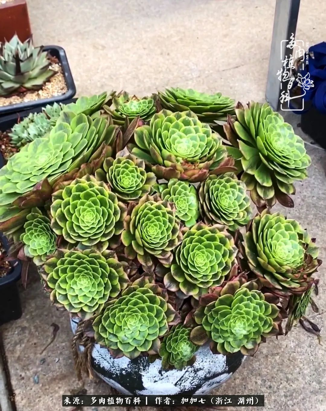 没根的法师夏天怎么养,五法师阵容