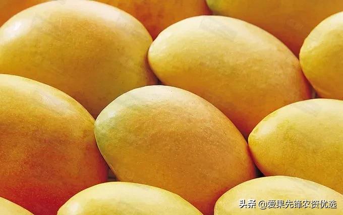 有前景的芒果品种名字大全,长势比较好的芒果品种