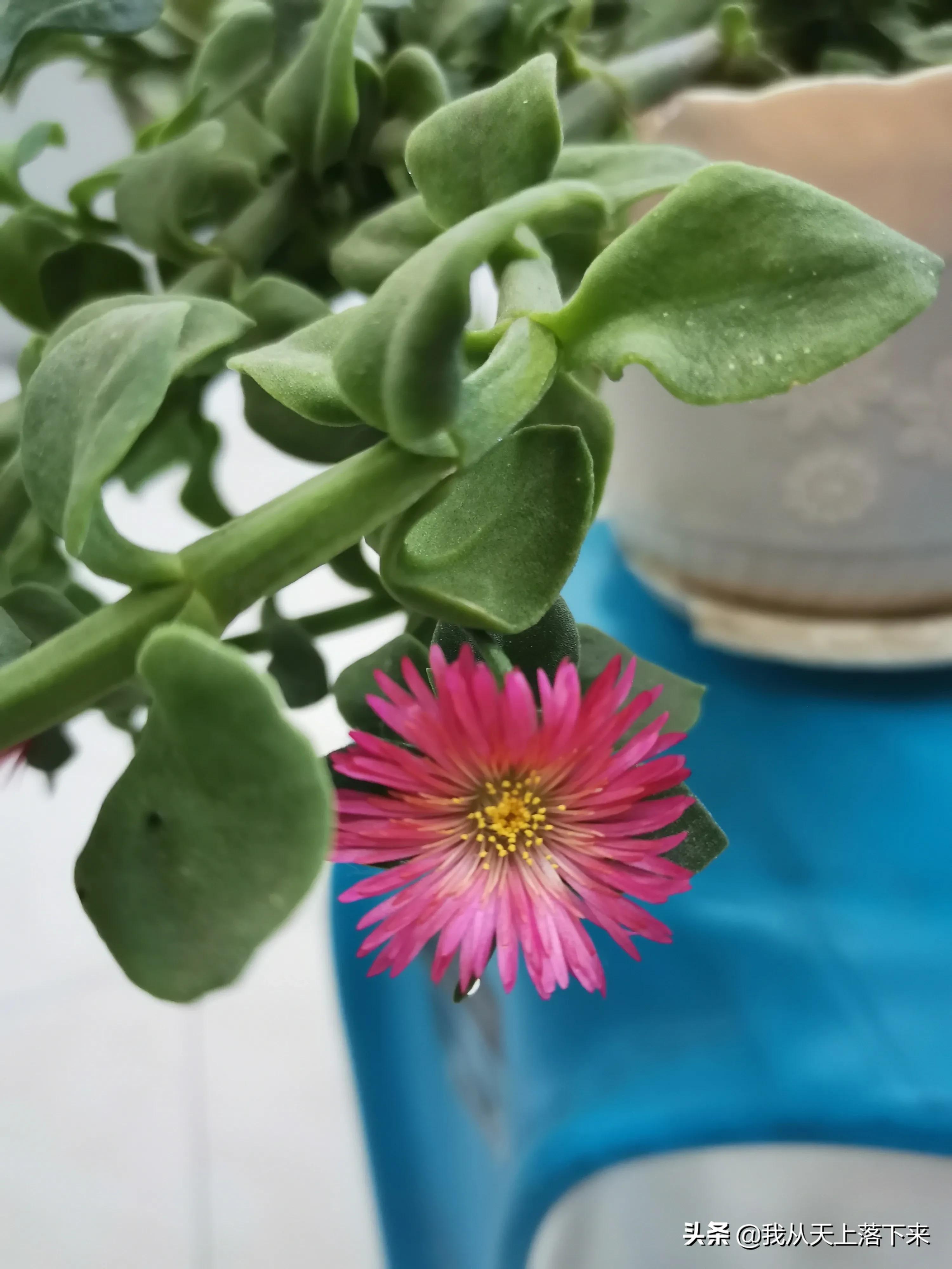 100张花朵美图,100张花图片大全