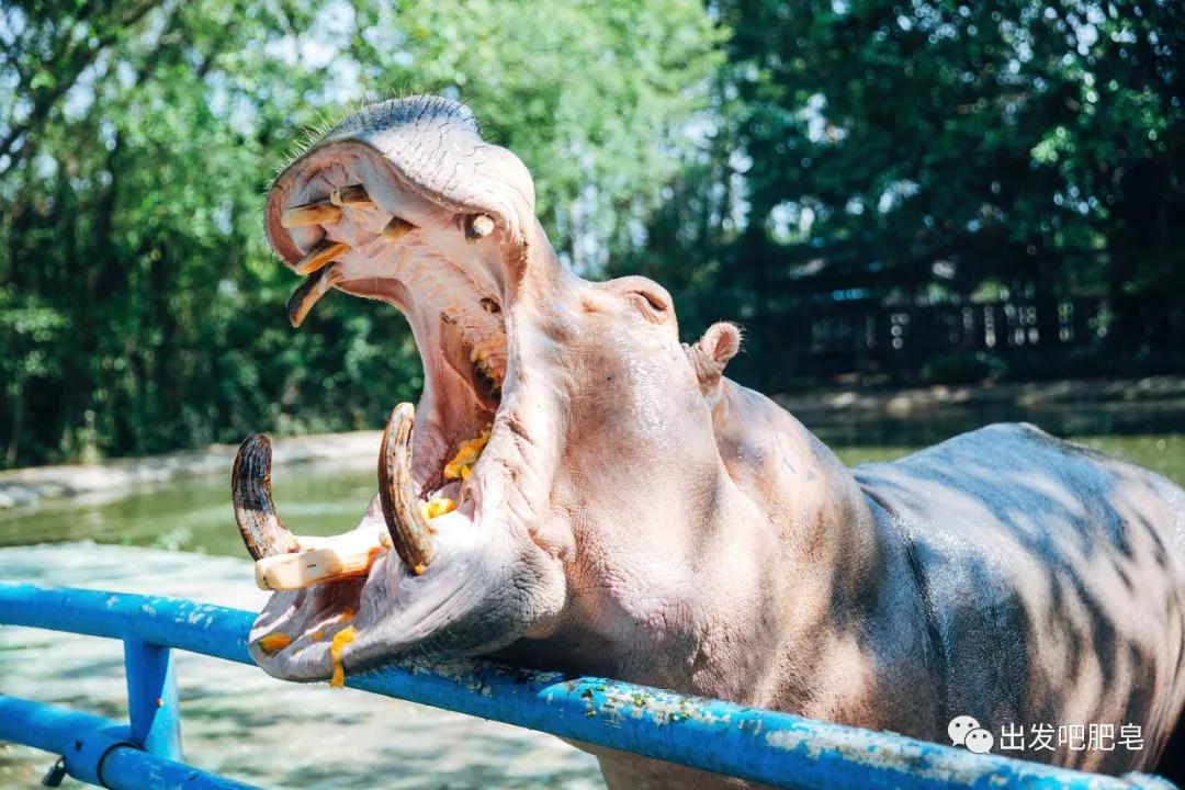 长隆飞鸟乐园怎么去长隆欢乐世界,汉溪长隆地铁站去长隆飞鸟乐园