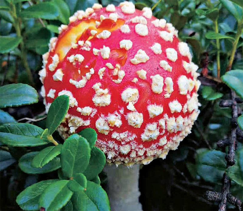 林草知识普及,林草科普讲解