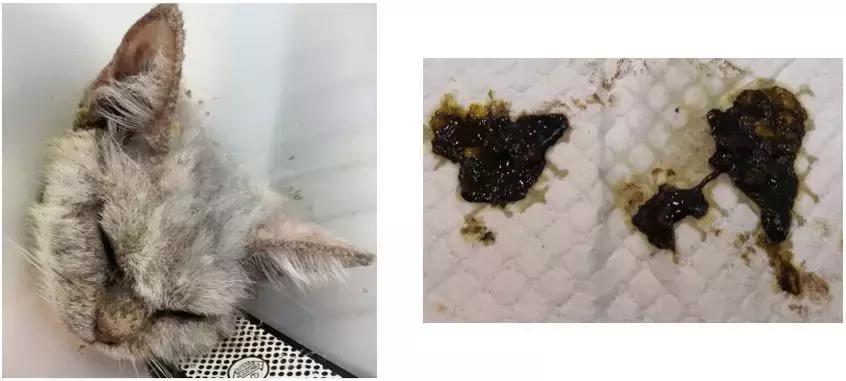 福懋动物医院：猫咪皮肤病不难治，看了这篇你就懂了