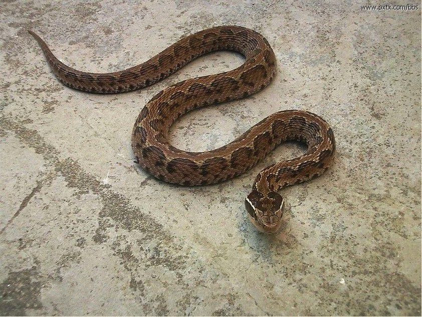 有毒蛇标志,有毒蛇的视频