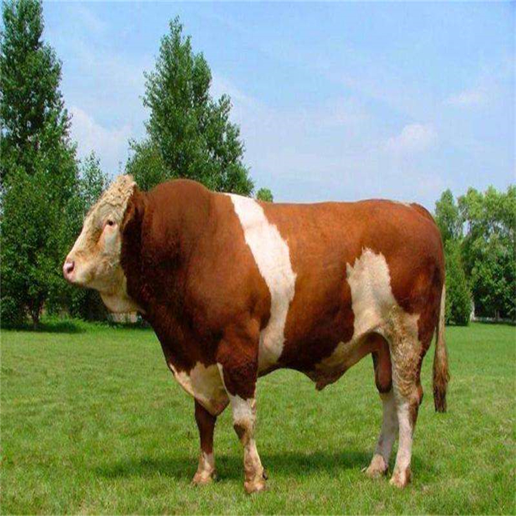 肉牛的饲养管理技术,肉牛的育肥技术全过程