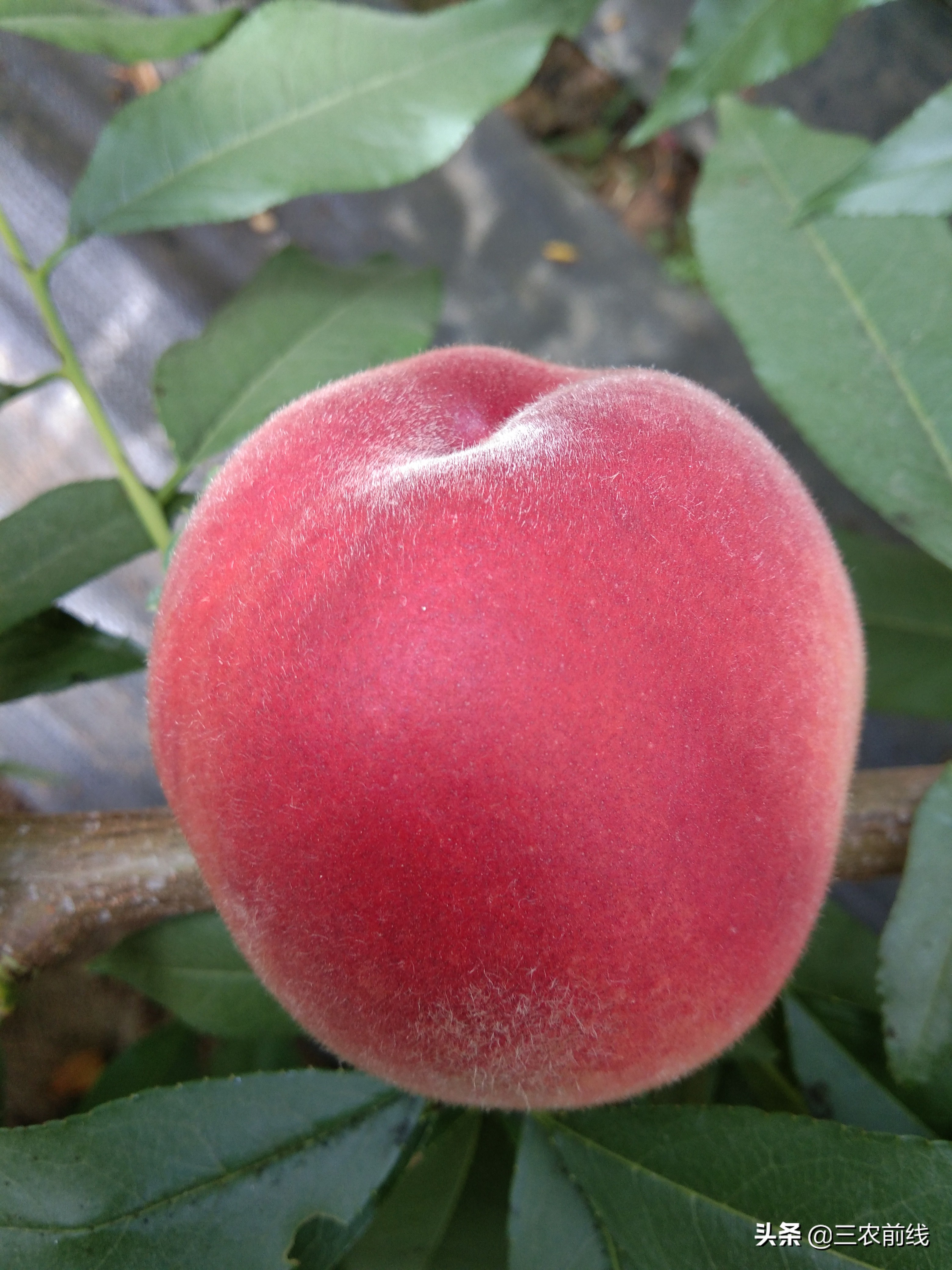 10月套袋桃子出现裂果是什么原因,桃子总是落果怎么回事