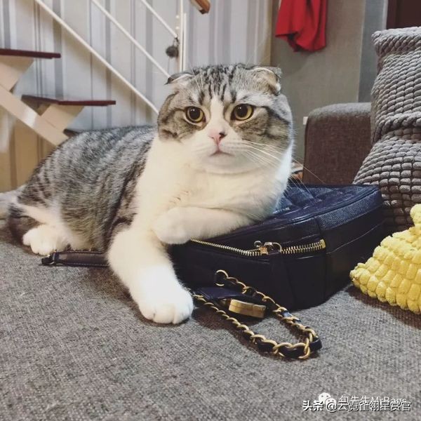 好看又大的宠物包,超好看的宠物包