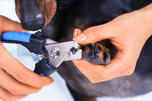 狗狗指甲刀怎么用,狗狗剪指甲必须要用专属指甲剪吗