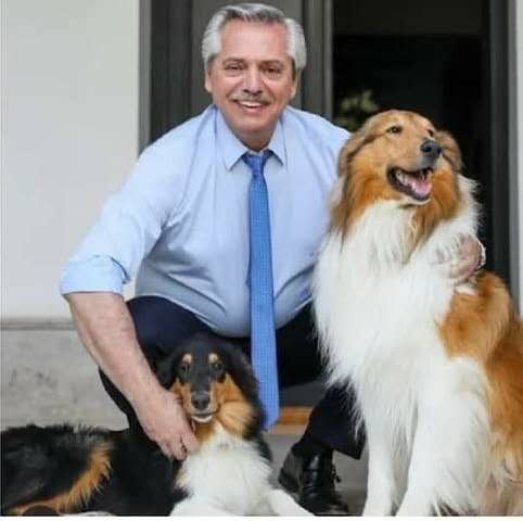 从普通狗到犬中明星,苏牧经历了什么?你说它还叫柯利犬?不对哦