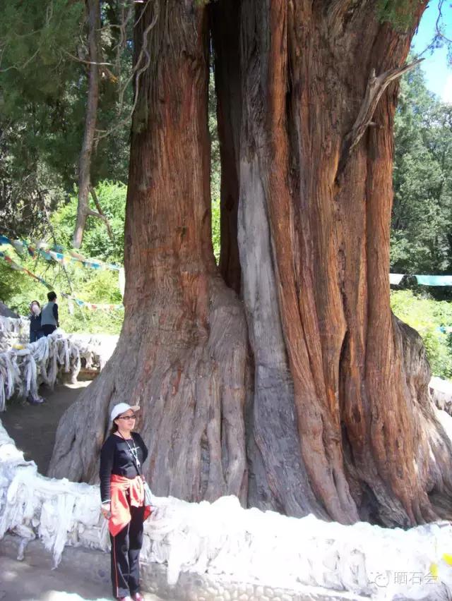 中国十大古树景观,重庆最老古树树龄千年