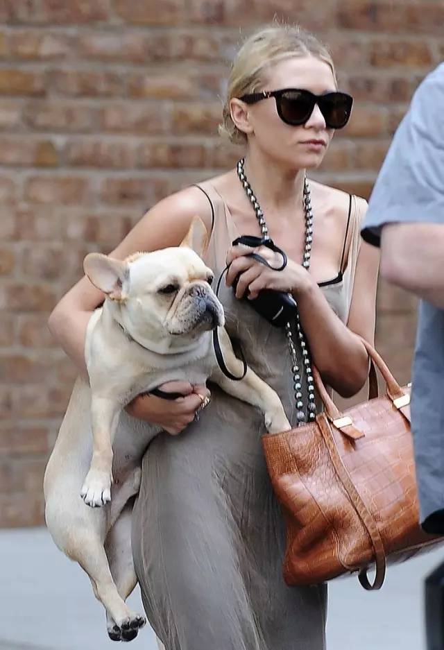 法国斗牛犬到底好不好养,法国斗牛犬为什么不建议养