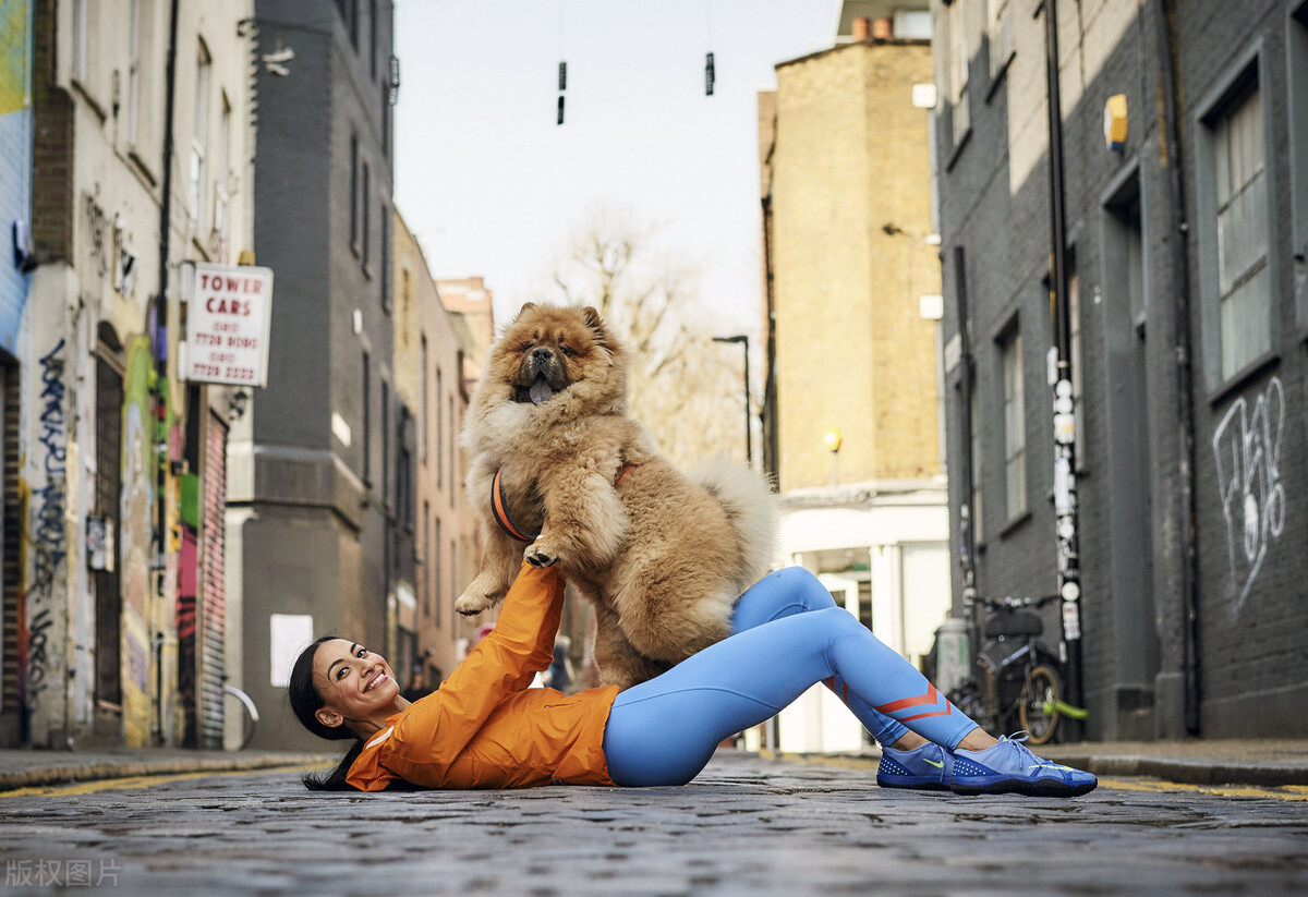 生活中松狮犬的养护须知是什么,松狮犬该怎么养这篇文章为你解读