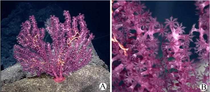 你对海洋生物的了解,海洋环保创意