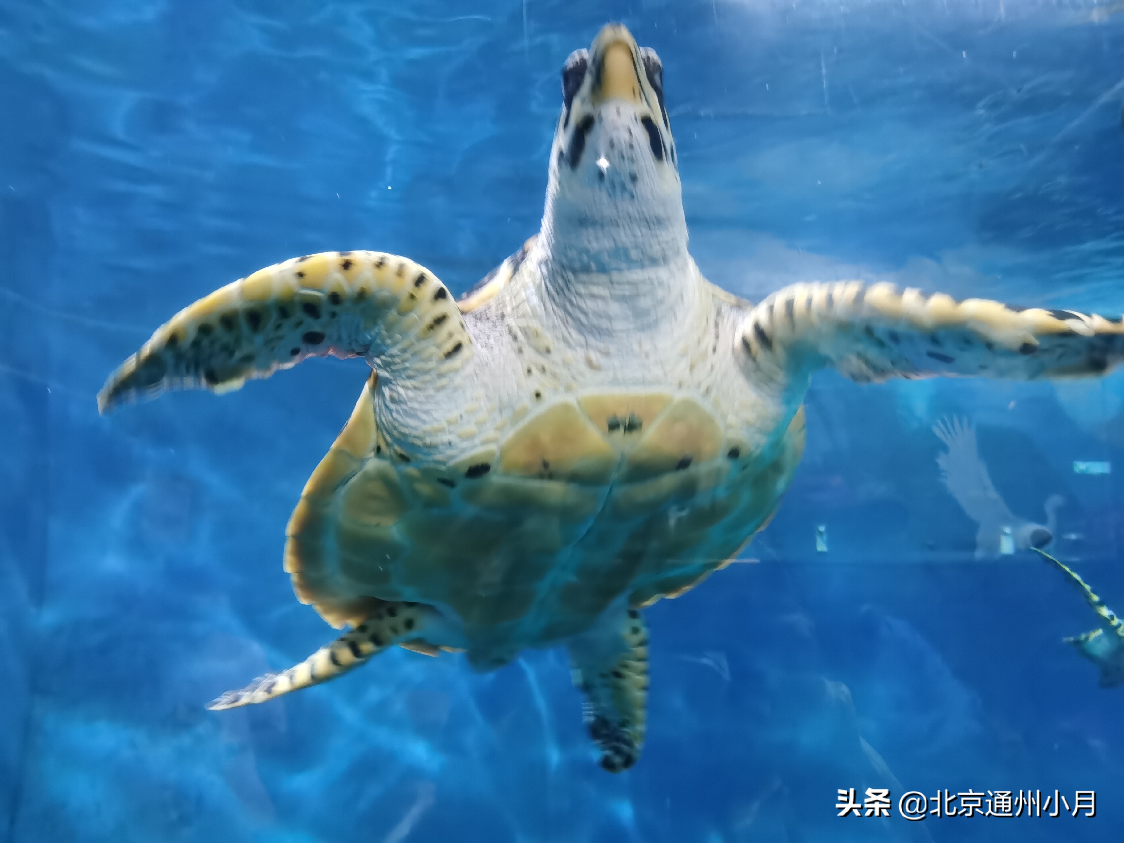 北京海底世界游览时间表,北京海底世界值得玩