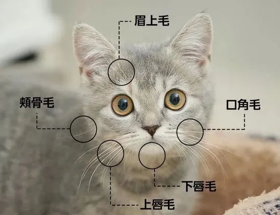 捡到猫咪的胡子,收集猫咪胡须会有好运嘛