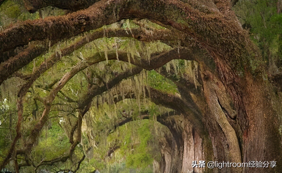 曲线构图有哪些特点,曲线构图怎么拍