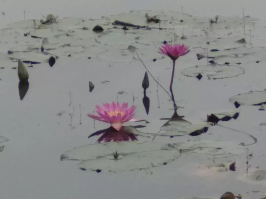 部编版语文三年级上册课后题答案,部编三年级语文上册课后习题答案