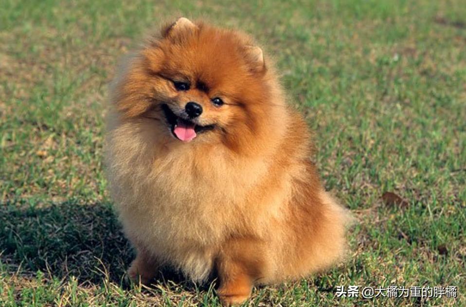 博美犬最怕三种东西,博美这几个部位不能打