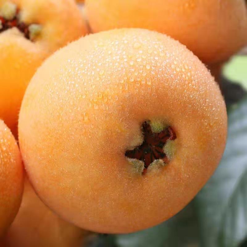 芒种种出新希望,芒种和幸福播种