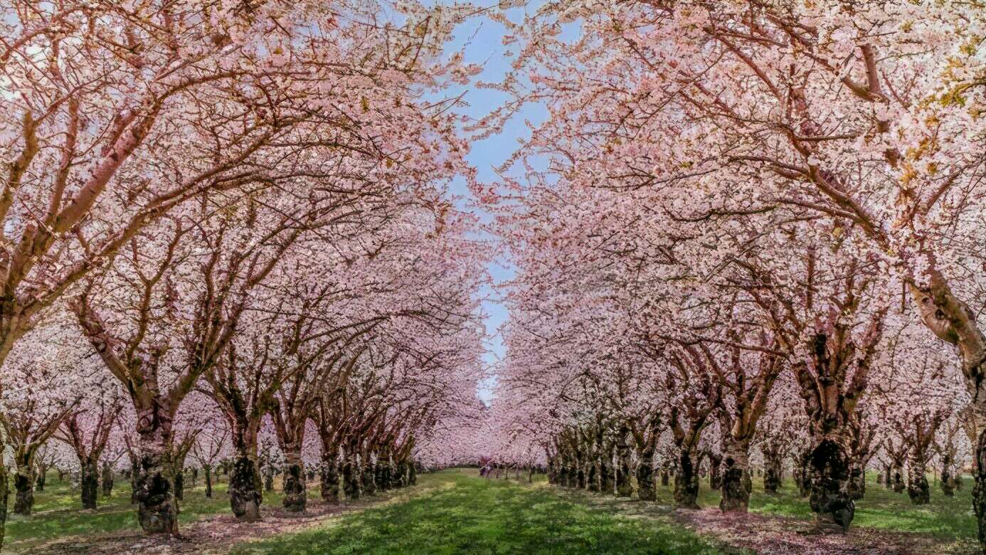 武大的樱花和东湖的樱花,重邮樱花和武大樱花