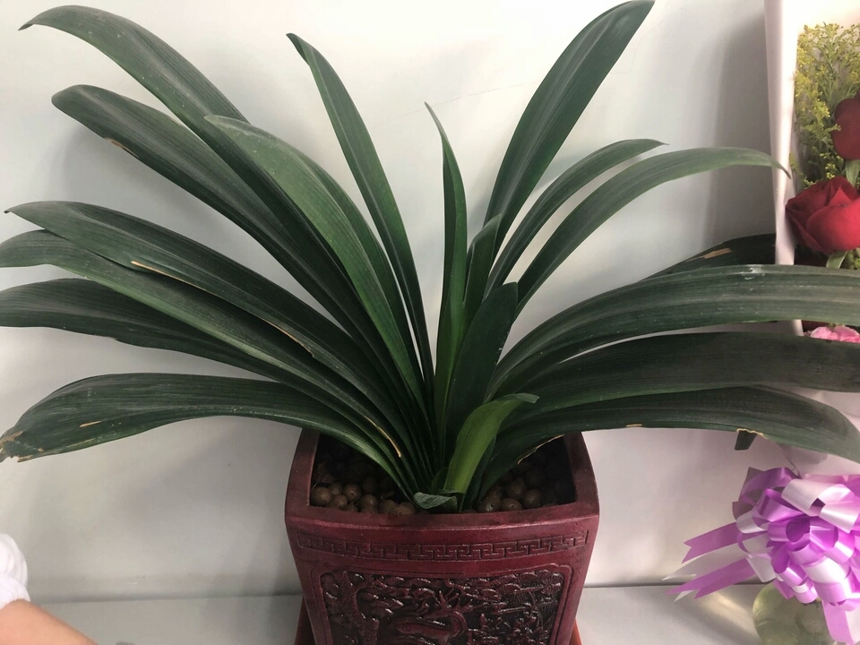 君子兰开花时可不可以浇水,君子兰开花了还需要浇水吗