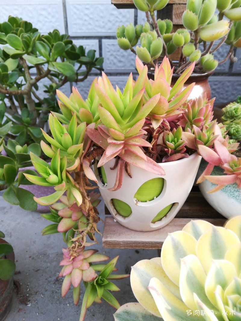 才两个月，多肉的颜值就被夏天偷走了