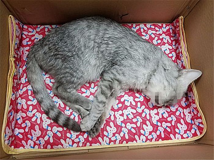 猫咪肺水肿是因为心脏病么,猫咪肺水肿会导致胸水吗