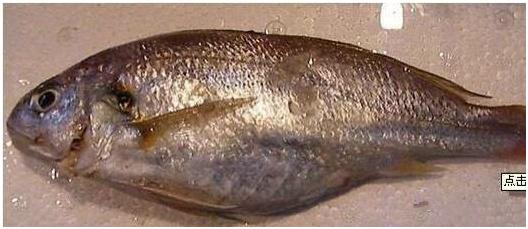 看图识海鲜，这些水产海鲜你都认识吗？