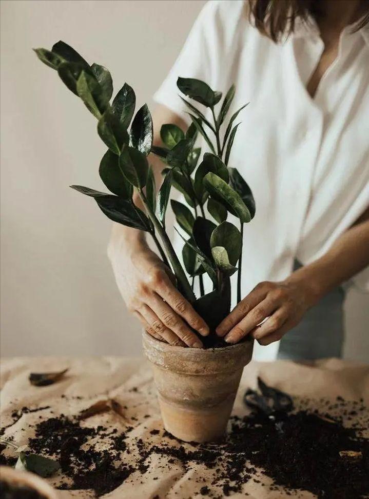 绿植快死了用什么方法可救活,你养的花为什么老死