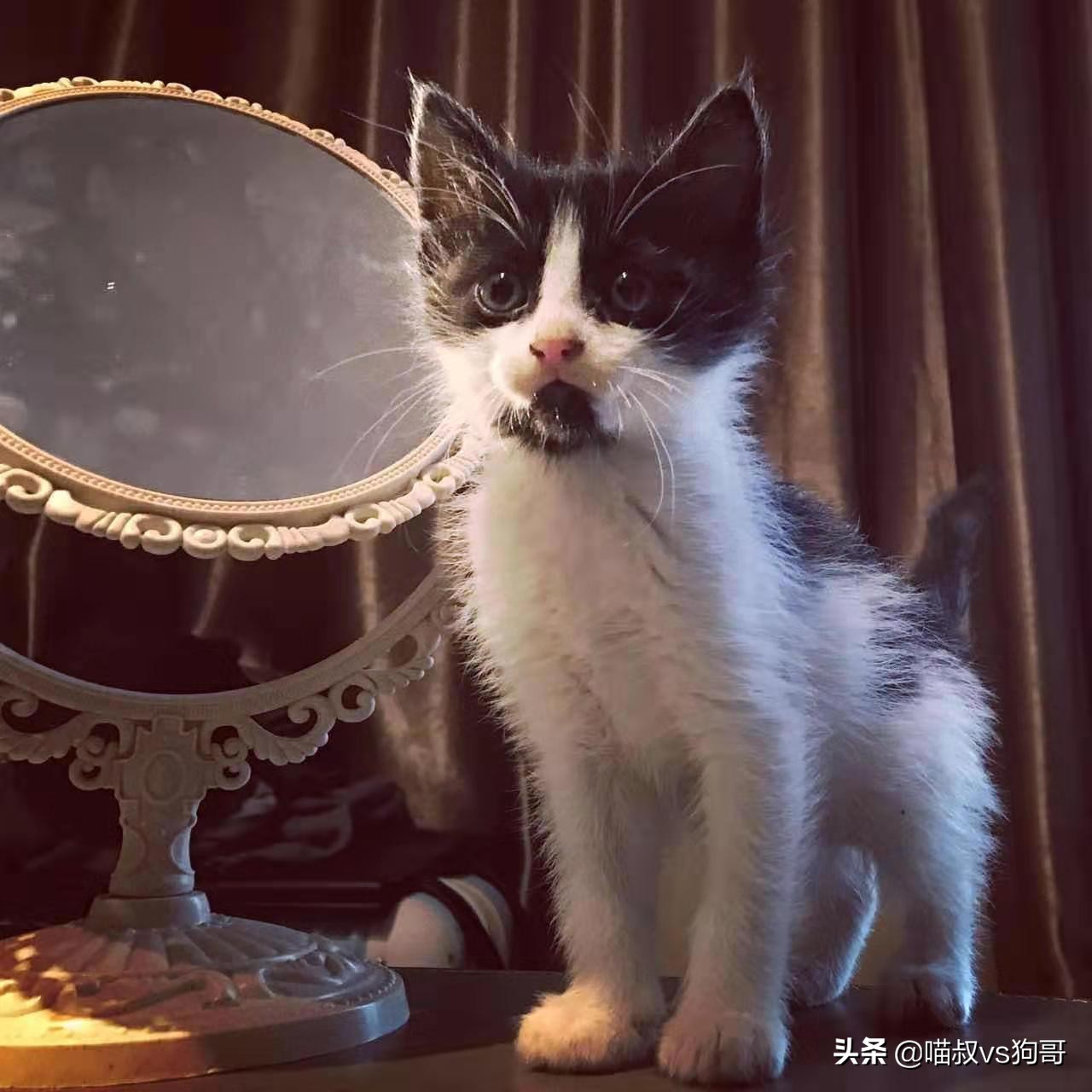 怎么预防猫咪感染猫冠状病毒,猫咪冠状病毒可以不隔离吗