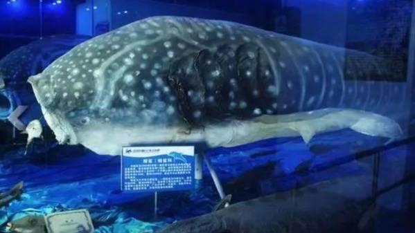 小梅沙海洋世界游玩要买票吗,小梅沙海洋世界套票2021